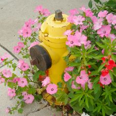 fire hydrant with flowers in backyard