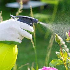 Spraying rosebuds with fungicide
