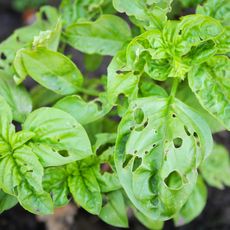 Basil leaves with holes