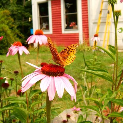 A butterfly lands on a coneflower in a backyard